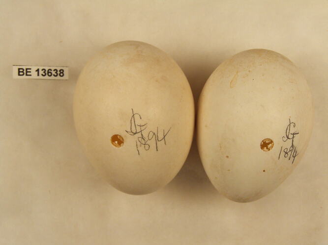 Two bird eggs with specimen label.