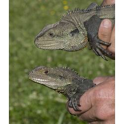 Two water dragons being held so side of head is visible showing differences between sexes.