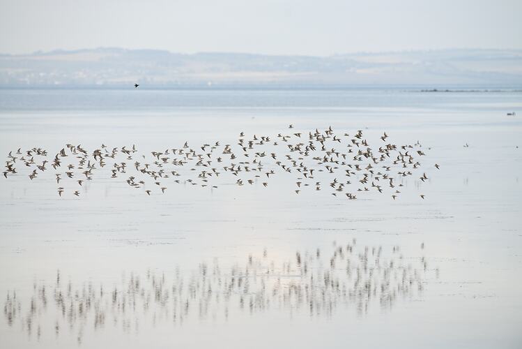 Flock of birds over Port Phillip Bay.