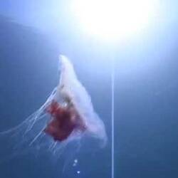 Silent footage of the Lion's Mane Jellyfish, <em>Cyanea annaskala</em>.