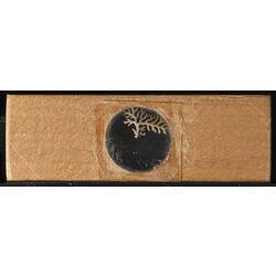 Underside of wooden microslide containing bryozoan specimen,