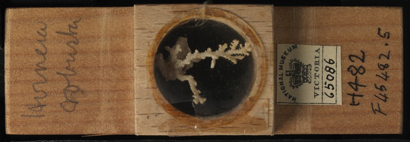 Bryozoan specimen in wooden microslide with handwritten labels.