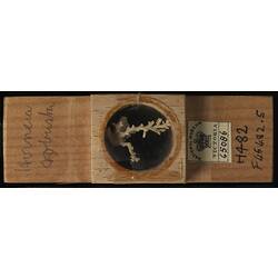 Bryozoan specimen in wooden microslide with handwritten labels.