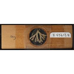 Bryozoan specimen on wooden microslide, underside view.