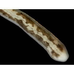 Detail of long narrow worm against black background.