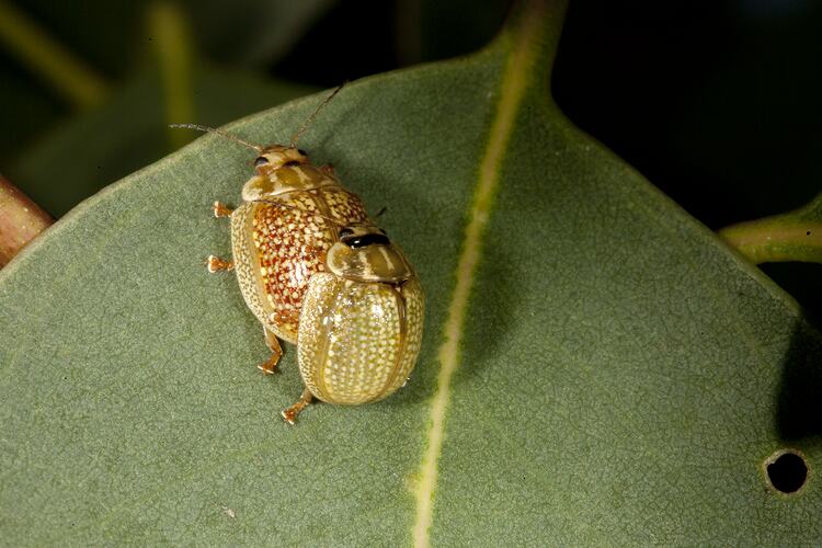 <em>Paropsisterna variicollis</em>, leaf beetle. Budj Bim Cultural Heritage Landscape, Victoria.