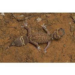 Thick-tailed Gecko.