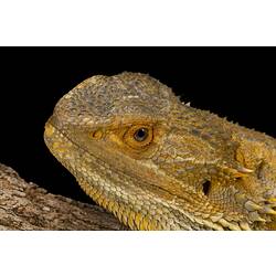 Close up of bearded dragon's head against black background.