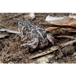 Rear view of toad on ground.