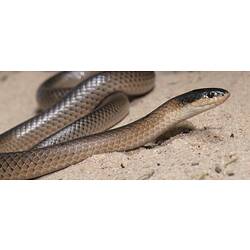 Glossy brown and beige snake on sand.