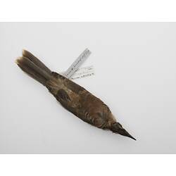 Stuffed bird skin with labels lying on its front.