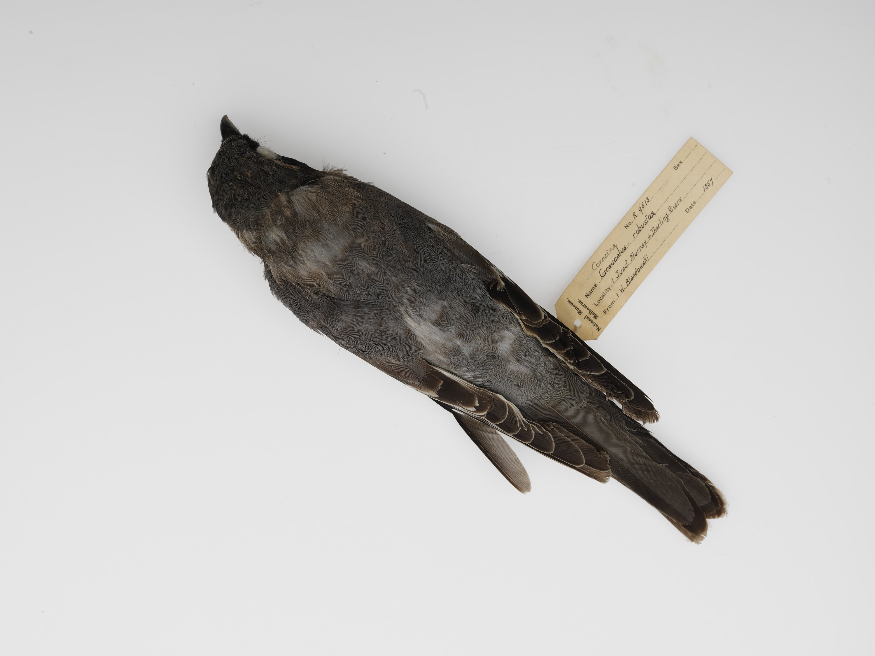 Dried Skin - White-bellied Cuckoo-shrike, Gunbower Area, 1857, Coracina  papuensis robusta