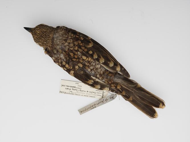 Brown bird skin lying on front with labels visible.