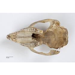 Bettong skull upside down with upper jaw teeth visible.