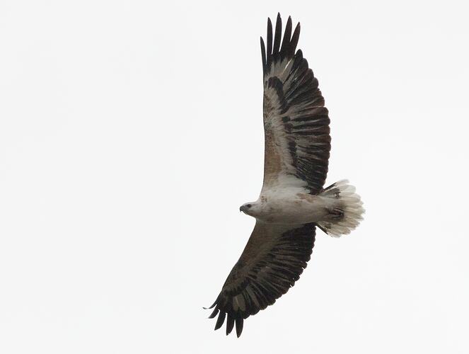 White and brown bird viewed from below in flight.