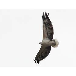 <em>Icthyophaga leucogaster</em>