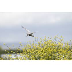 Whiskered Tern.