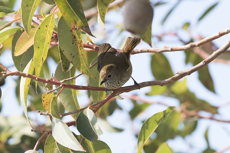 Small brown bird on small branch.