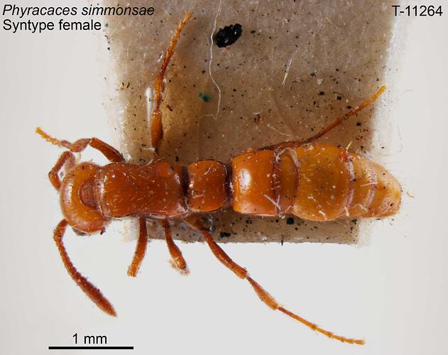 Ant specimen, female, dorsal view.
