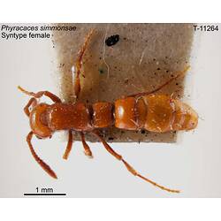 Ant specimen, female, dorsal view.