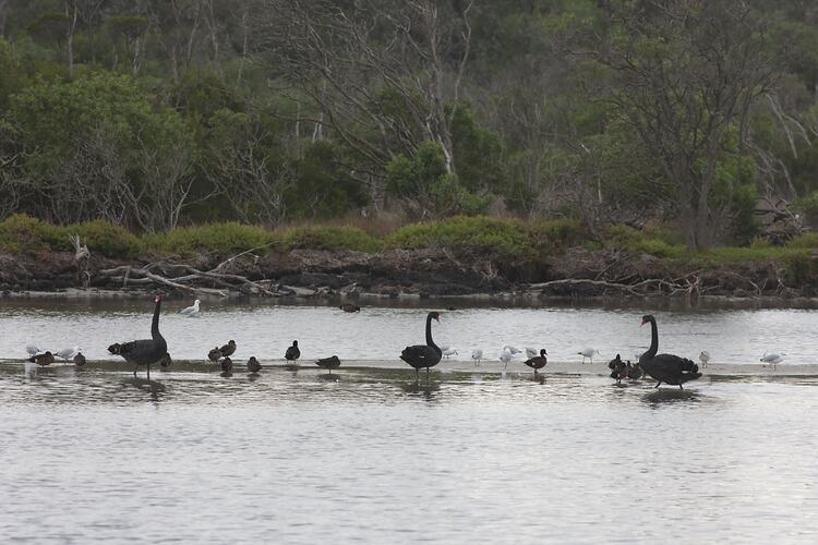 <em>Cygnus atratus</em>, Black Swan and <em>Chroicocephalus novaehollandiae</em>, Silver Gull. Gippsland Lakes, Victoria.