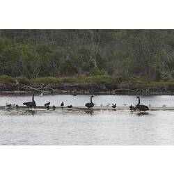 <em>Cygnus atratus</em>, Black Swan and <em>Chroicocephalus novaehollandiae</em>, Silver Gull. Gippsland Lakes, Victoria.