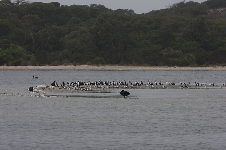 <em>Cygnus atratus</em>, Black Swan, <em>Microcarbo melanoleucos</em>, Little Pied Cormorants and <em>Chroicocephalus novaehollandiae</em>, Silver Gull. Gippsland Lakes, Victoria.