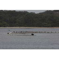 <em>Cygnus atratus</em>, Black Swan, <em>Microcarbo melanoleucos</em>, Little Pied Cormorants and <em>Chroicocephalus novaehollandiae</em>, Silver Gull. Gippsland Lakes, Victoria.