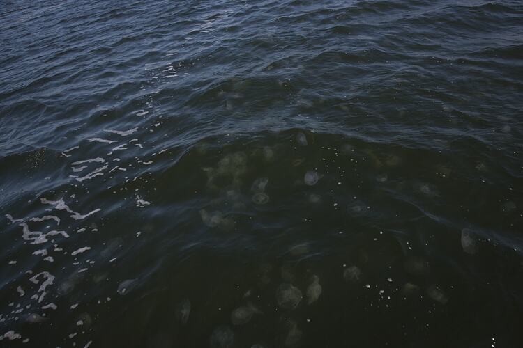 <em>Aurelia</em> sp. moon jellyfish. Gippsland Lakes, Victoria.