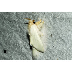 <em>Trichiocercus sparshalli</em>, Sparshall's Moth. Murray Explored Bioscan.