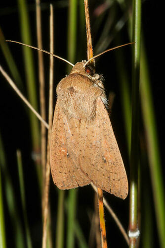 <em>Mythimna (Pseudaletia) convecta</em>, Common Armyworm Moth. Murray Explored Bioscan.