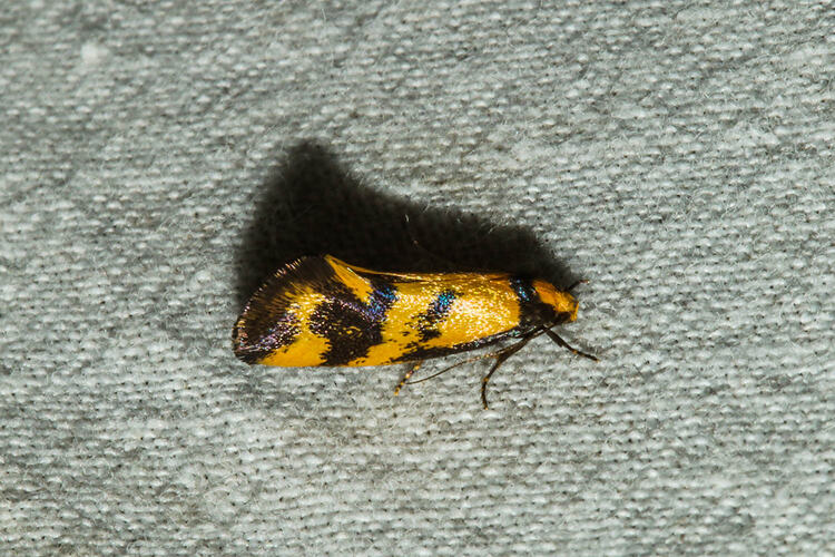 <em>Olbonoma triptycha</em>, moth. Murray Explored Bioscan.
