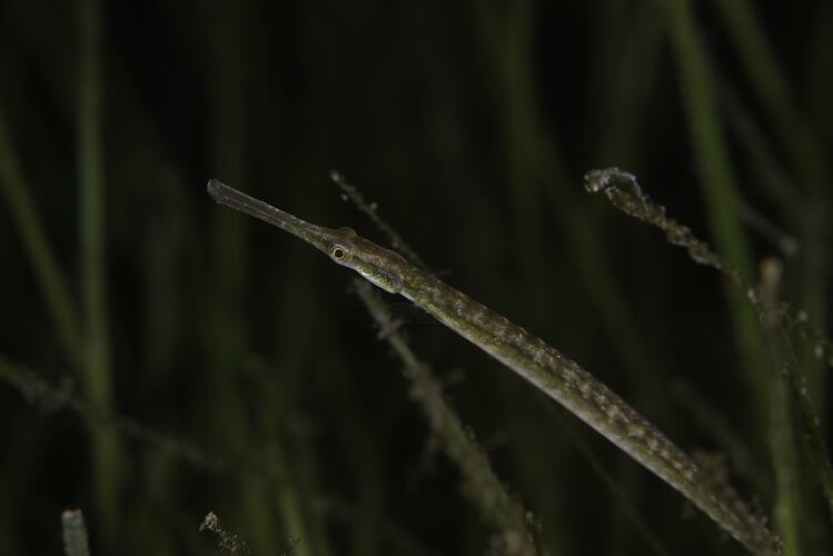 Side view of long narrow pipefish in seagrass.