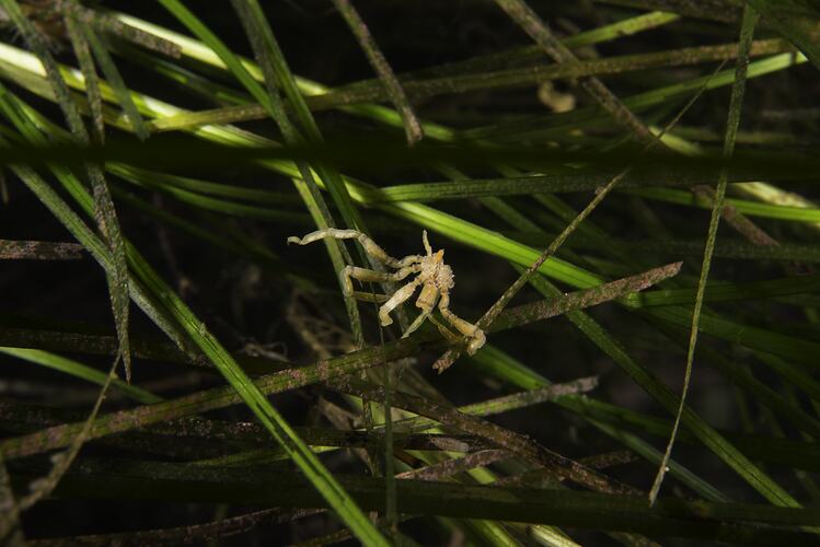 Yellow-brown sea spider on seagrass.