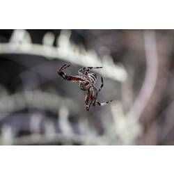 Family Araneidae, orb-weaving spider. Neds Corner, Victoria.