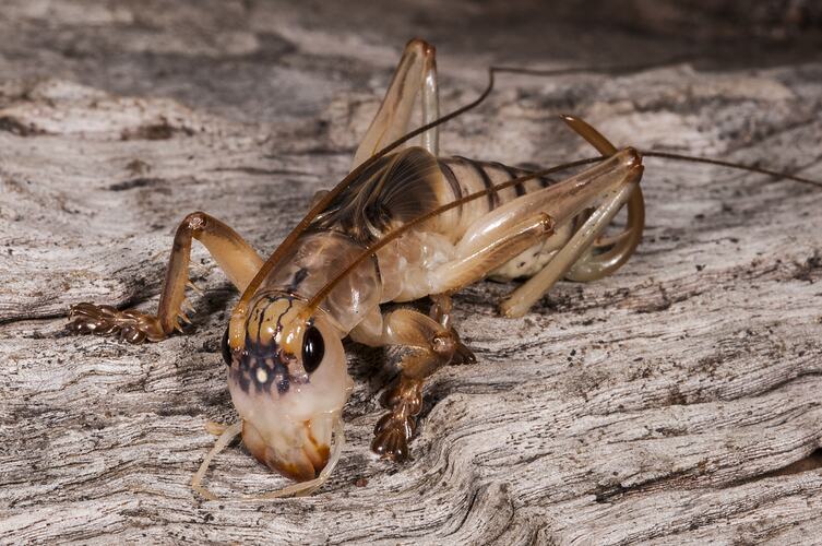 Family Gryllacrididae, raspy cricket. Neds Corner, Victoria.