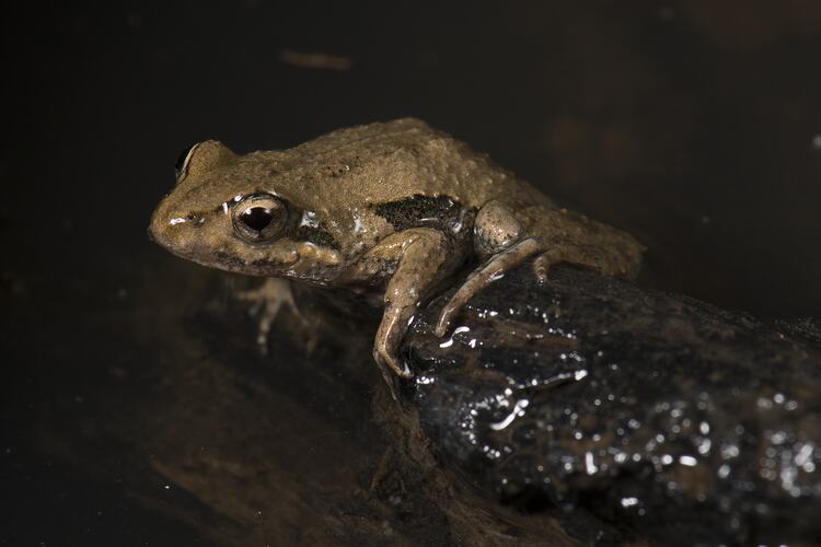Borwn frog on branch in shallow water.