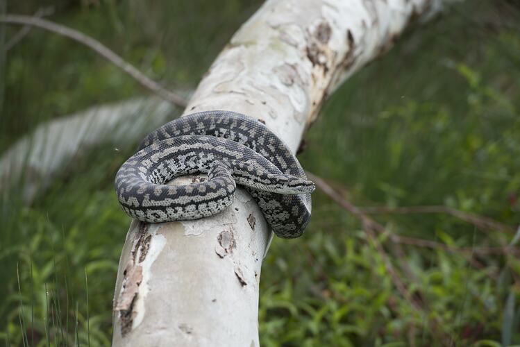 Snake curled up on branch.