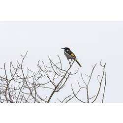 Black, white and yellow bird on bare tree.