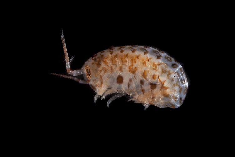 Side view of cream and brown amphipod.