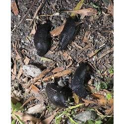 Four black slugs on ground.