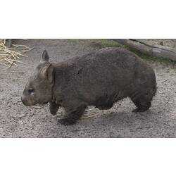Side view of wombat.