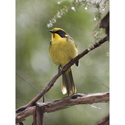Yellow bird with black face on branch.