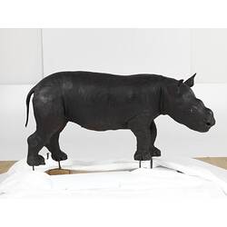 Side view of taxidermied juvenile black rhino.