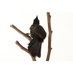 Rear view of black and white bird specimen mounted on branch,