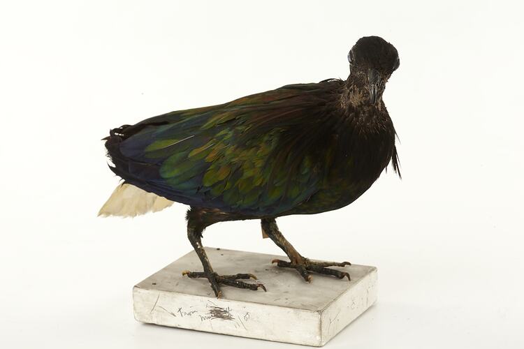 Dark pigeon specimen with white tail.