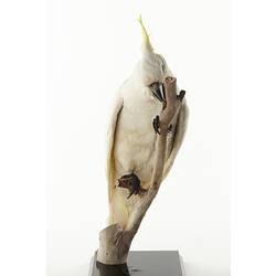 Front view of sulphur-crested cockatoo mounted on narrow branch,