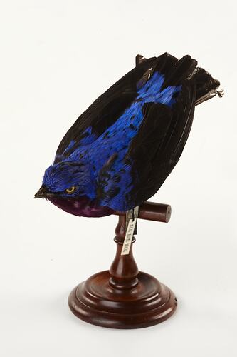 Iridescent blue and black bird mount.