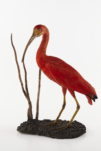 Bright red taxidermied bird specimen, side view.