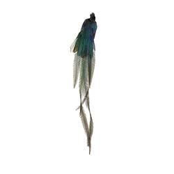 Rear view of iridescent bird specimen with long tail feathers.